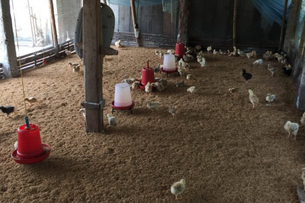A group of chickens in an enclosed area.