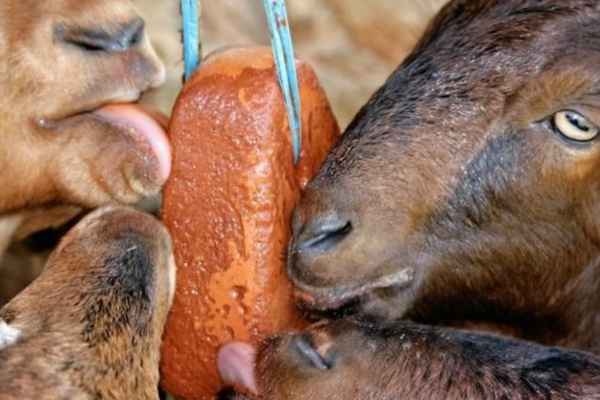 A close up of two animals with their noses in the air