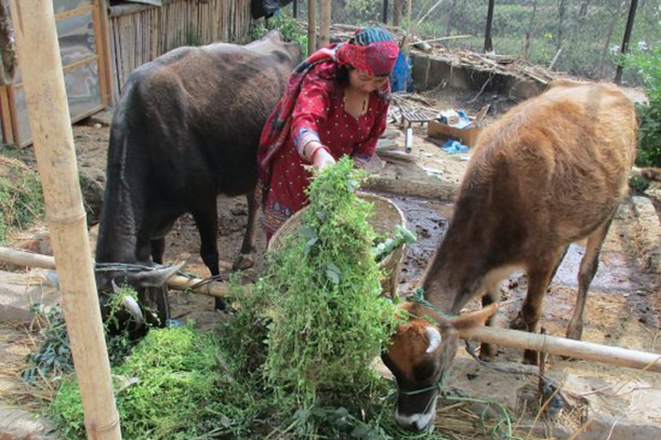 A woman tending to some animals in her yard.