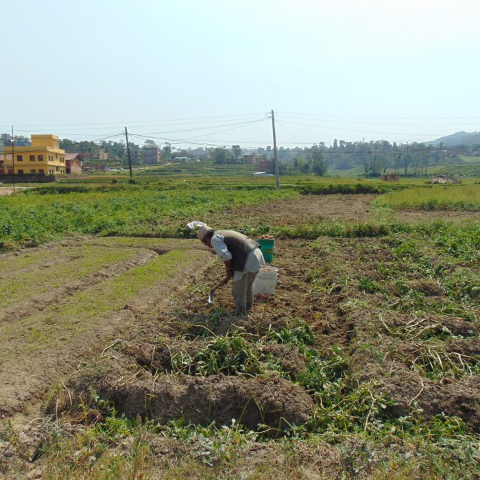 A person in a field with a tractor