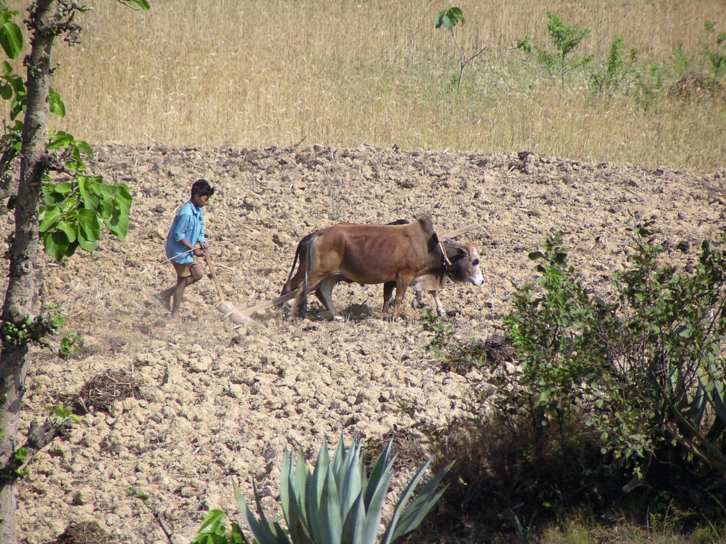 A boy is walking with a cow in the field