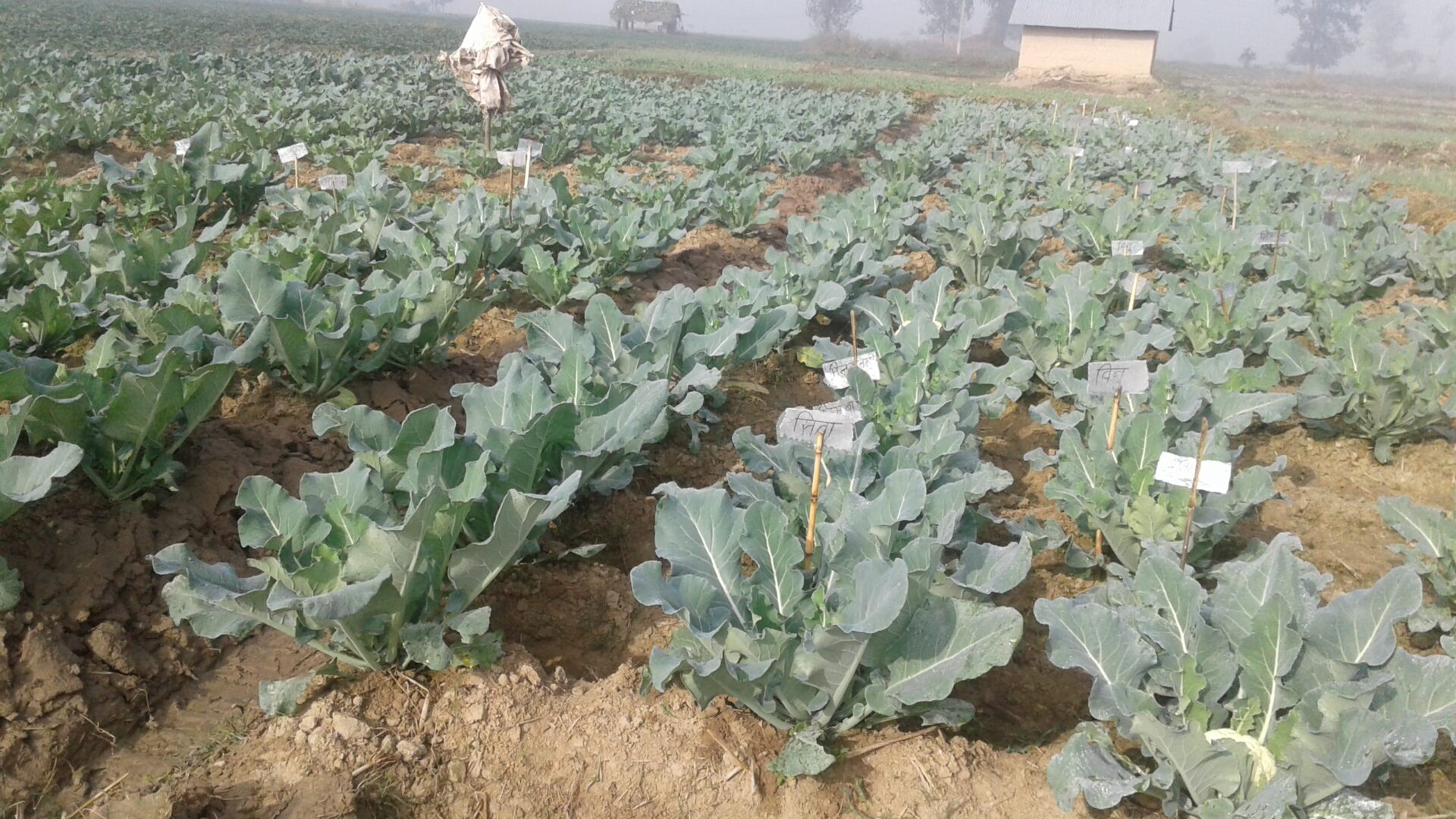 A field of broccoli with a person in the background.