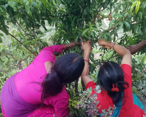 Two women are picking fruit from a tree.