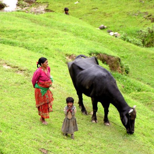 A woman and child standing next to a cow on the grass.